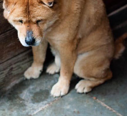 Urination discomfort dog