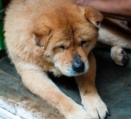 Supplements for gentle daily support in sensitive dogs