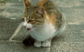 Cats reacting when their path blocked