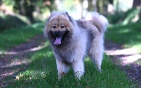 Urination with trembling hind legs