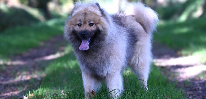 Urination with trembling hind legs