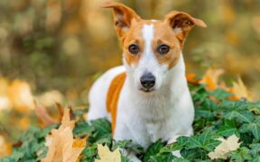 Clingy puppy anxiety