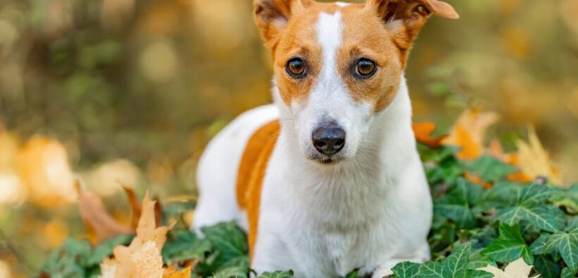 Clingy puppy anxiety