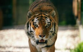 Cat pacing before urinating