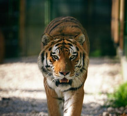 Cat pacing before urinating