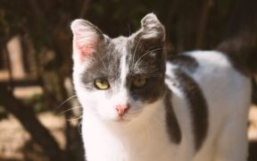 How environment affects vaccination needs in cats