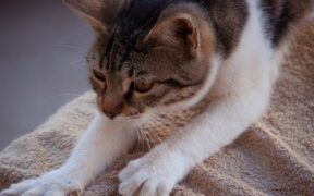 Cat sudden rash after outdoor time early signs