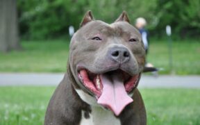 Dog breathing with mouth open