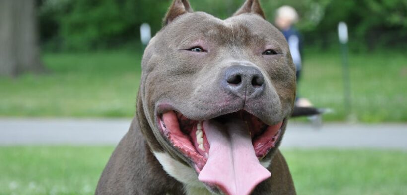 Dog breathing with mouth open