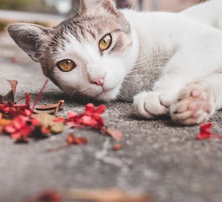 Cat eye redness reasons and monitoring