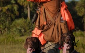 Feeding guide for hunting dogs