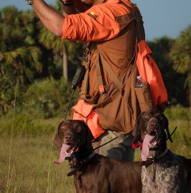 Preventive care guide for active sporting dogs