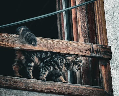 Preventing territorial stress in multi cat homes