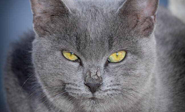 Cat flaky ear edges early signs and what to watch for