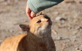 Cat ear odor reasons causes and care