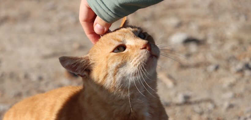 Cat ear odor reasons causes and care