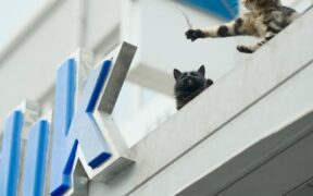 Supplements for hairball control in cats