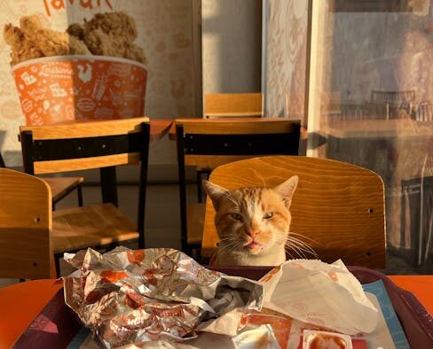 Sauce leftovers toxic pets