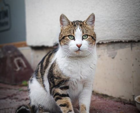 Parasites in outdoor cats causes risks and prevention for pet owners