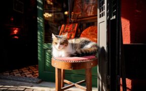 Mucus in cat stool signs and possible reasons