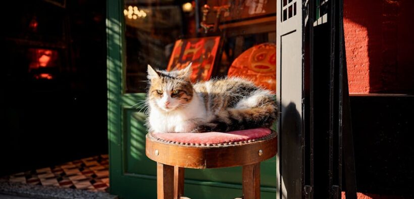 Cat stool with mucus streaks and digestive signs