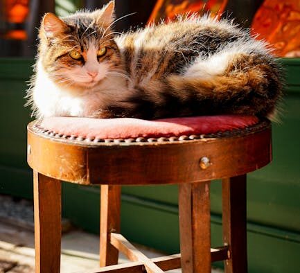 Cat occasional soft stool intermittent digestive symptom