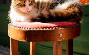 Cat gas and soft stool digestive upset overview