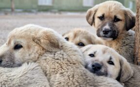 Supplements for joint protection in young dogs