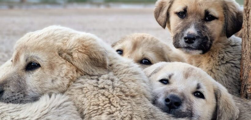 Supplements for joint protection in young dogs