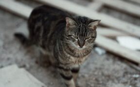 Cat brown debris on skin early signs and concerns