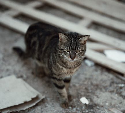 Cat brown debris on skin early signs and concerns