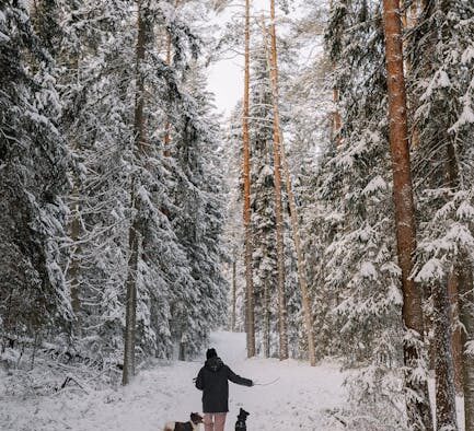 Supplements for dogs facing seasonal environment changes