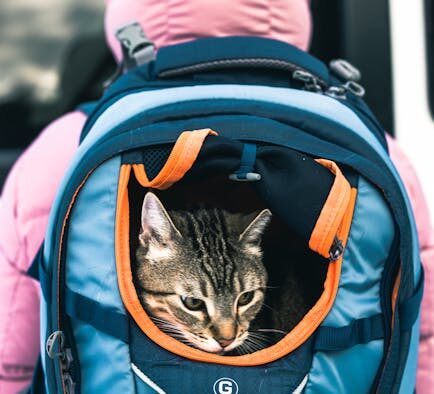 Supplements for pets with occasional travel upset