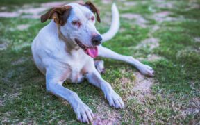 Dog pacing before urinating