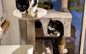 Preventive care for cats living in multi level homes