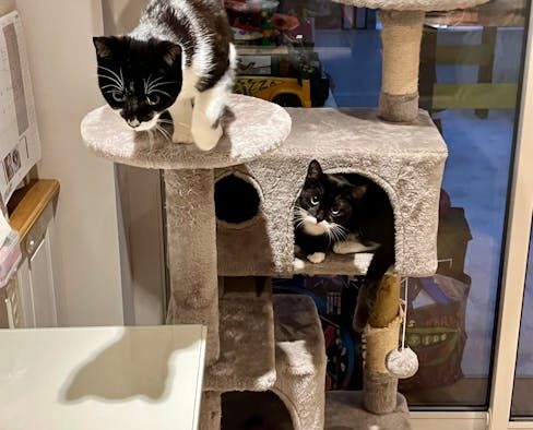 Preventive care for cats living in multi level homes