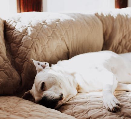 Preparing multi dog households for vaccination day