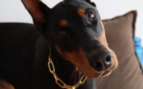 Short Coat Grooming Basics for Pets