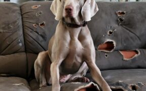 Anticipatory anxiety in dogs