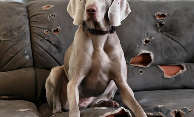 Anticipatory anxiety in dogs