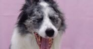 Dog licking lips yawning and swallowing nausea signs