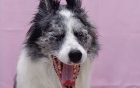 Dog licking lips yawning and swallowing nausea signs