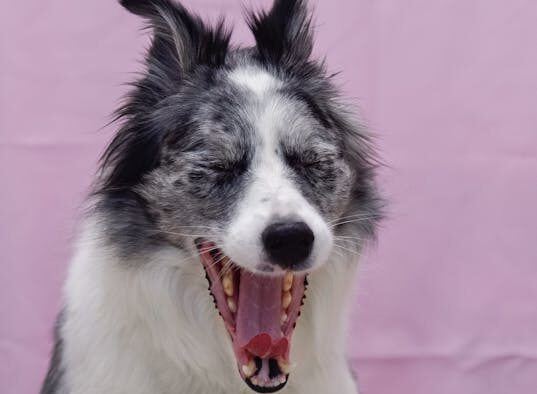 Dog licking lips yawning and swallowing nausea signs
