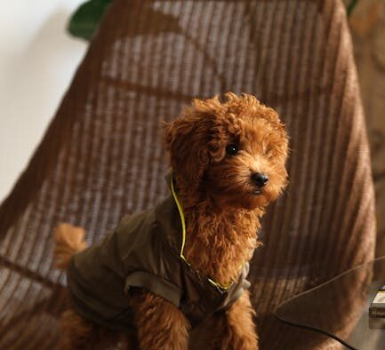 Dogs Reacting When Toys Roll Under Furniture