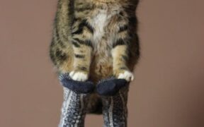 Supplements for gut microbiome balance in cats