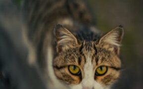 Cats with tense tail position