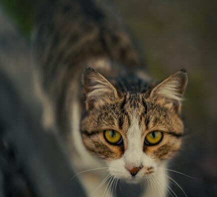 Cats with tense tail position