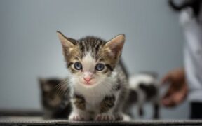 How cat vaccination protects vulnerable kittens indirectly