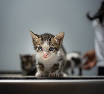 How cat vaccination protects vulnerable kittens indirectly