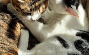 Soft Grooming Approaches for Kittens